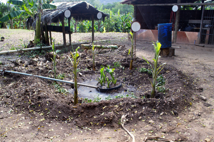 Mitos e Verdades sobre o Consumo de Frutas do Círculo de Bananeiras