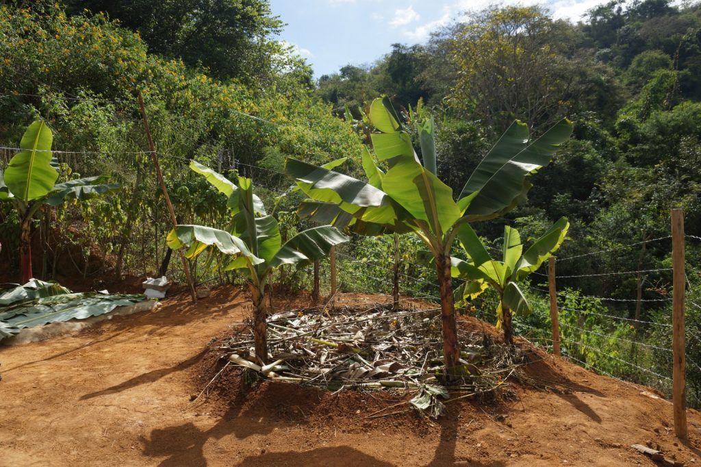 círculo de bananeiras