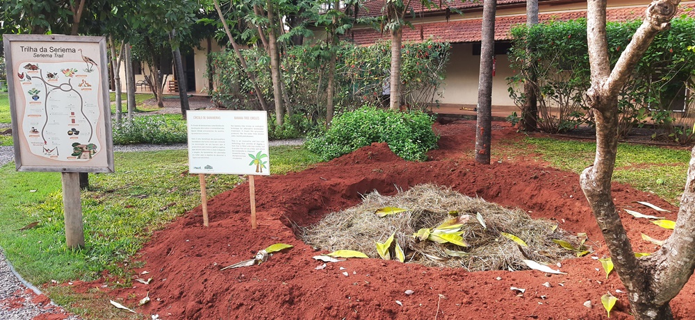 Plantas Ideais para o Círculo de Bananeiras em Diferentes Climas