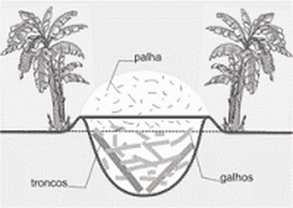 círculo de bananeiras