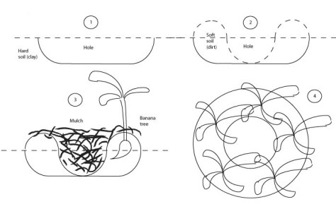 Círculo de Bananeiras vs. Bacia de Evapotranspiração: Qual Escolher?