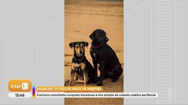 Coletivos de aves mais comuns