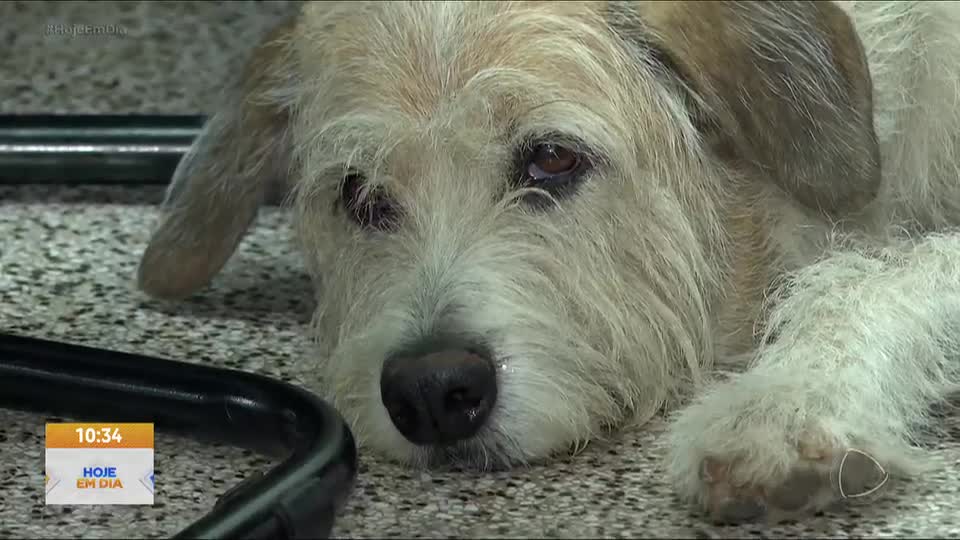Coletivos de animais selvagens
