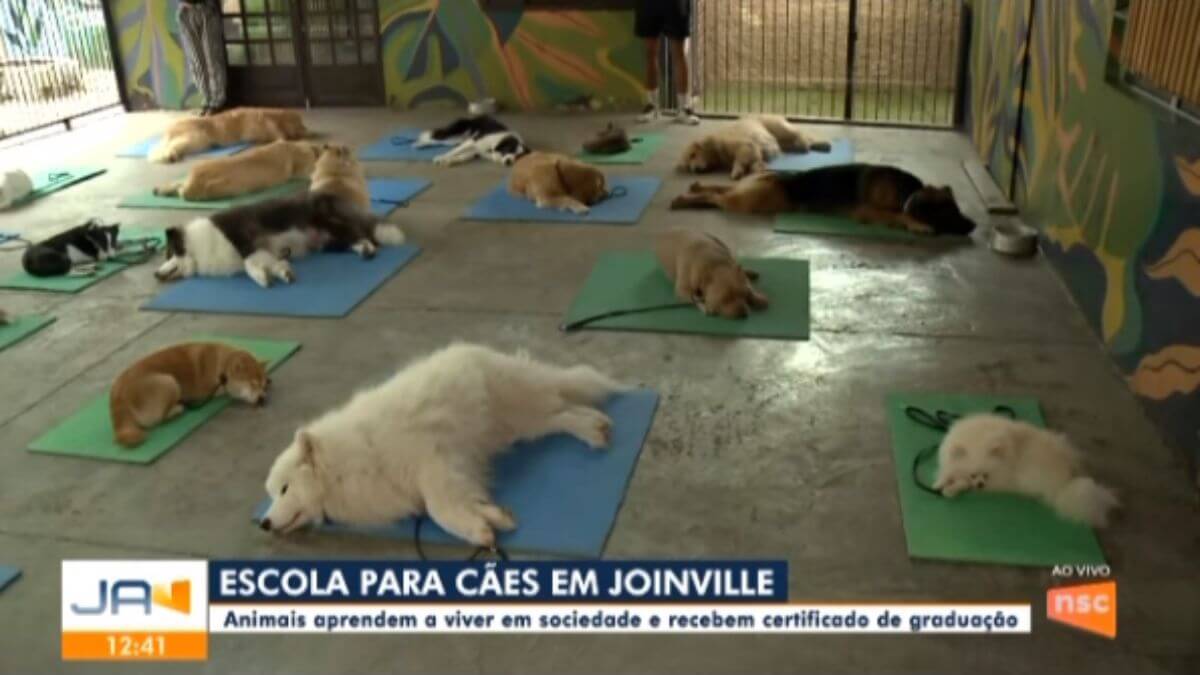 Diferença entre matilha e alcateia