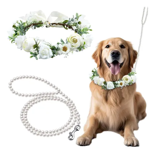 coletivo de cachorro