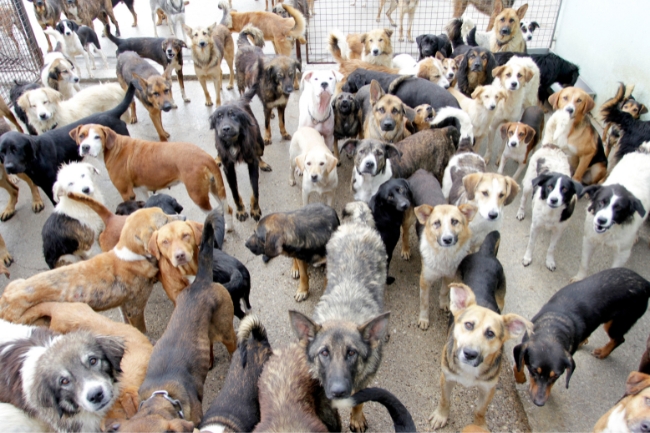 Usando coletivos de animais corretamente