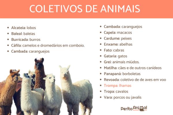 coletivo de cachorro