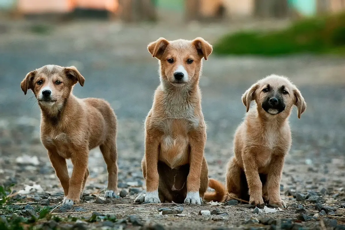 Qual o coletivo de gatos?