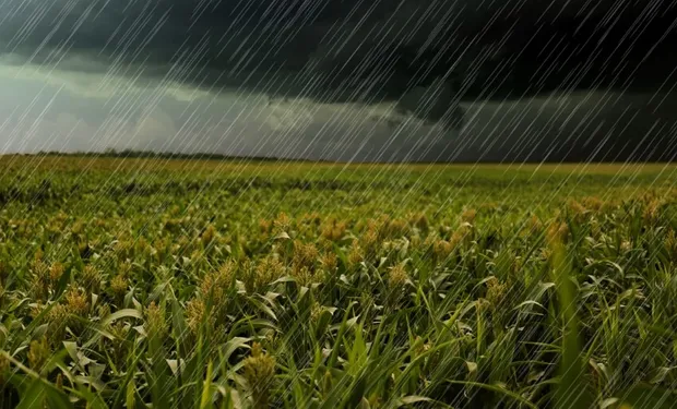 Além do Jardim: 7 Usos Criativos para Água da Chuva em Casa