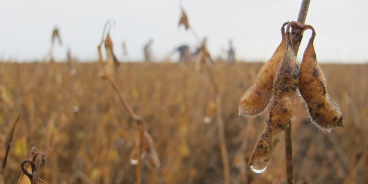 NBR 15527: Entenda a Norma para Aproveitamento de Água da Chuva