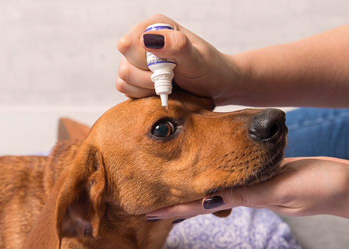 colírio para cachorro