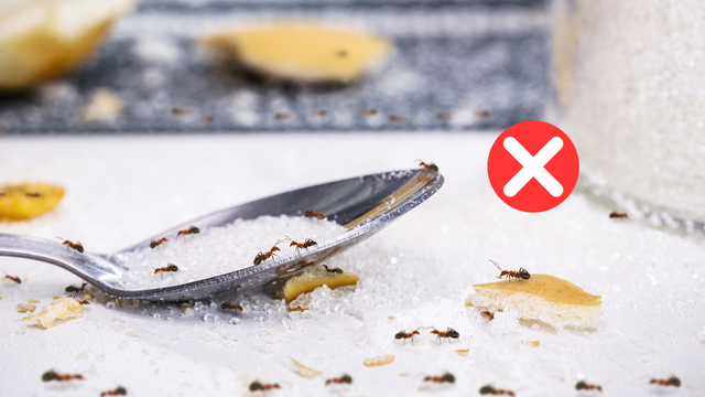 receita caseira para espantar formigas