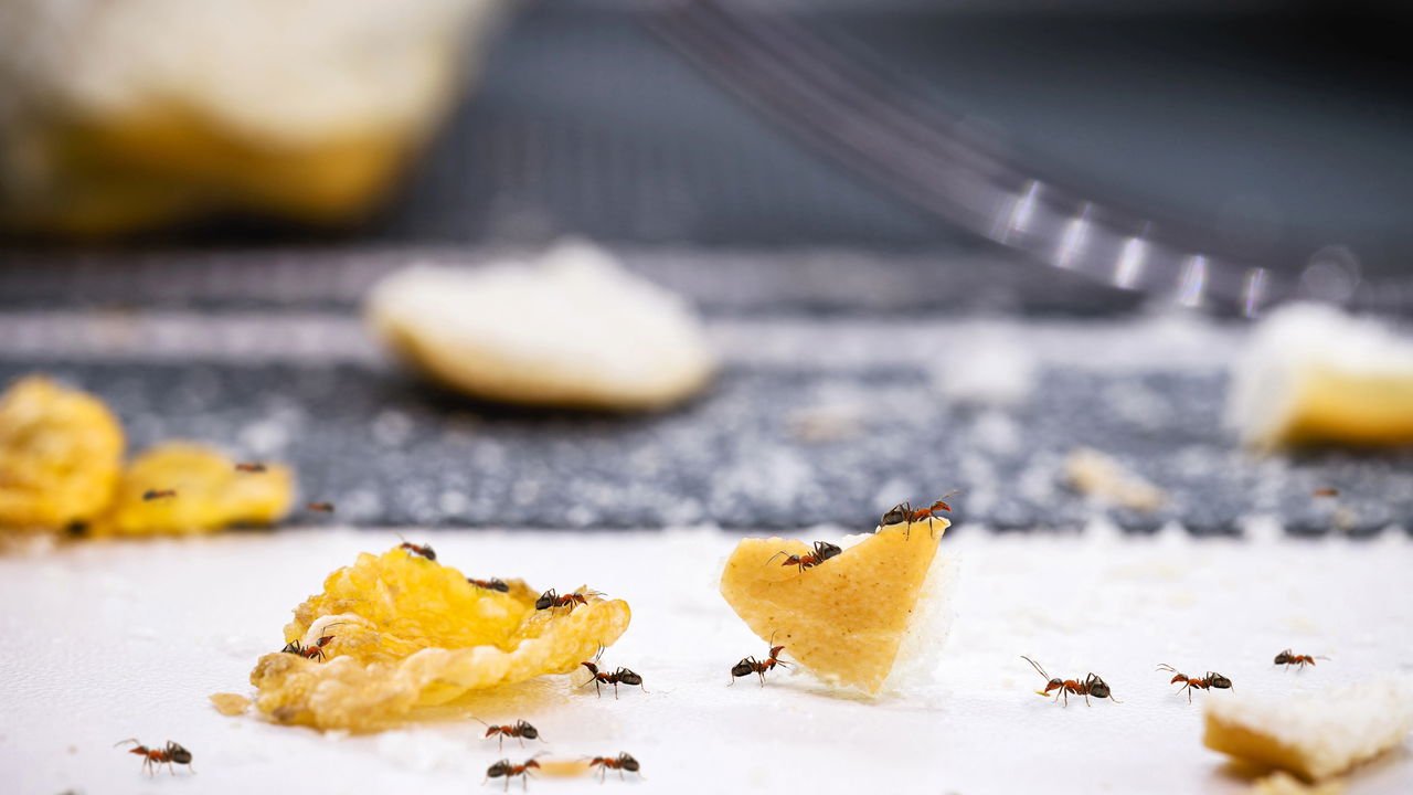 formas de acabar com formigas rápido