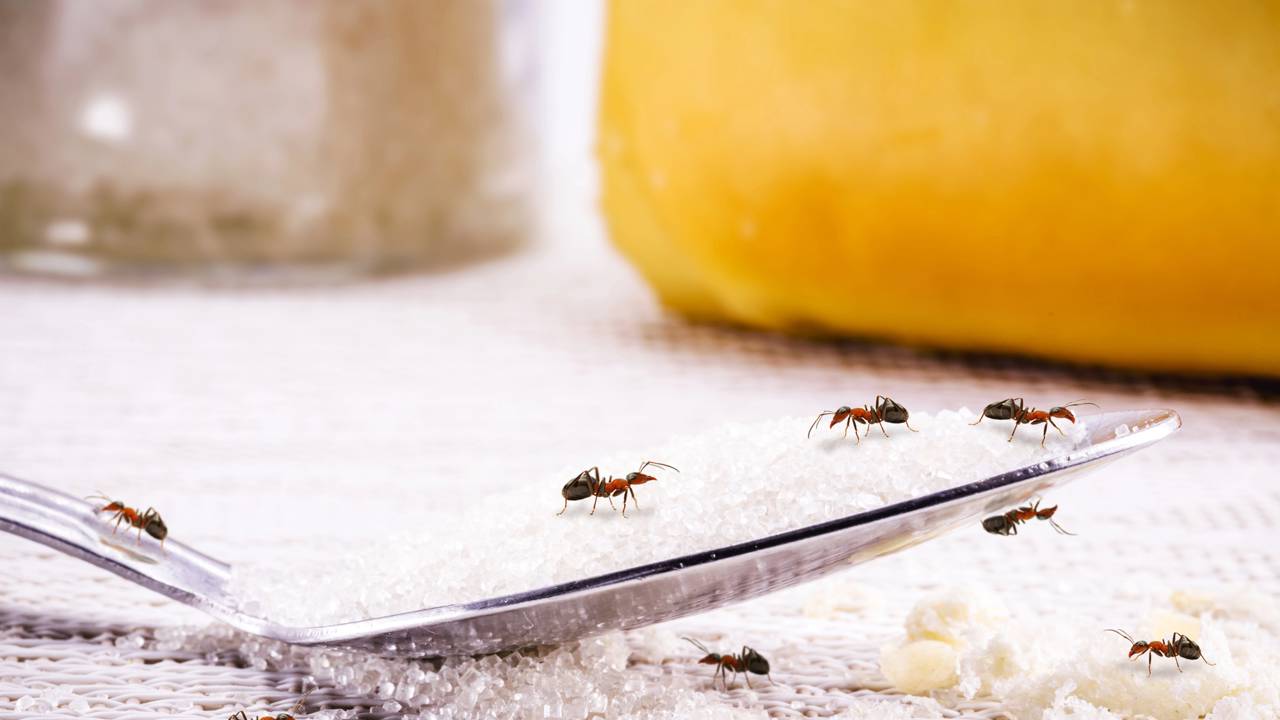 como eliminar formigas da cozinha