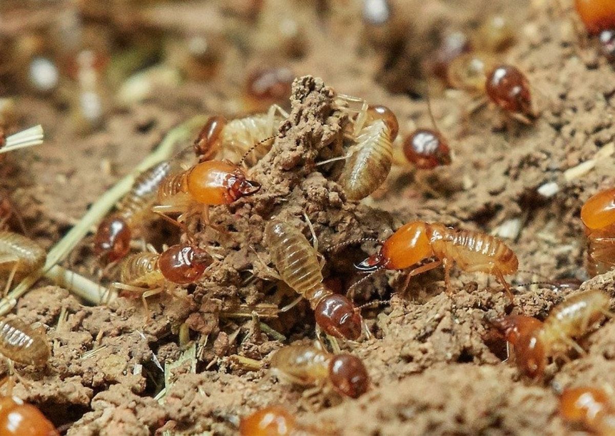 como eliminar formigas da cozinha