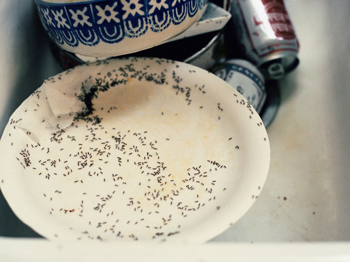 repelente natural para formigas caseiro