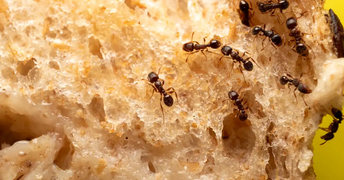 o que atrai formigas para a cozinha