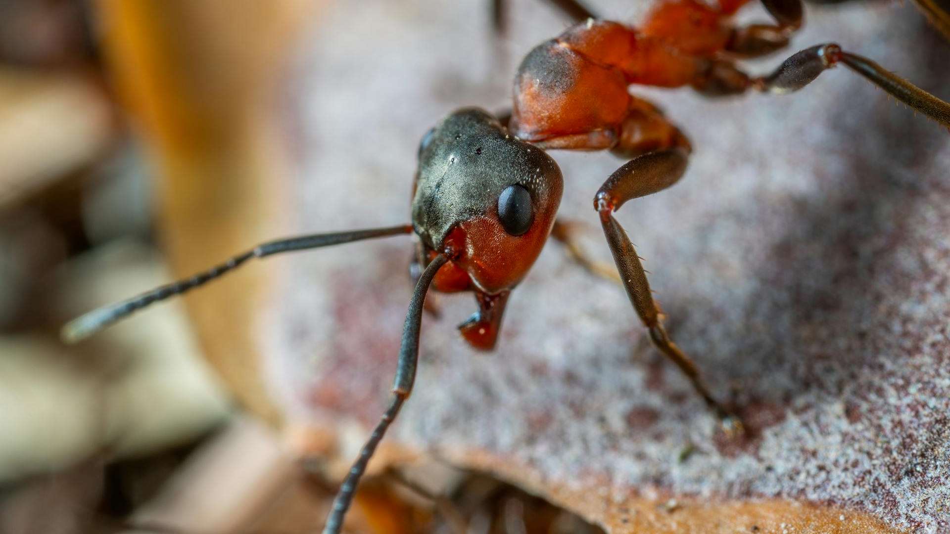 receita caseira para espantar formigas