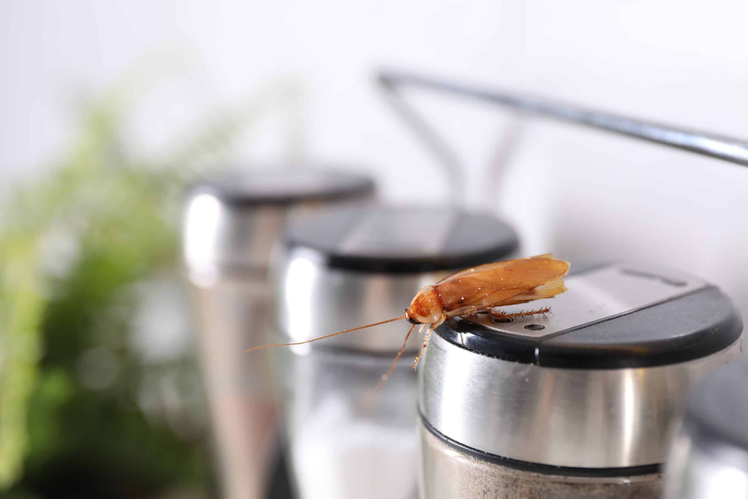 formas de acabar com formigas rápido