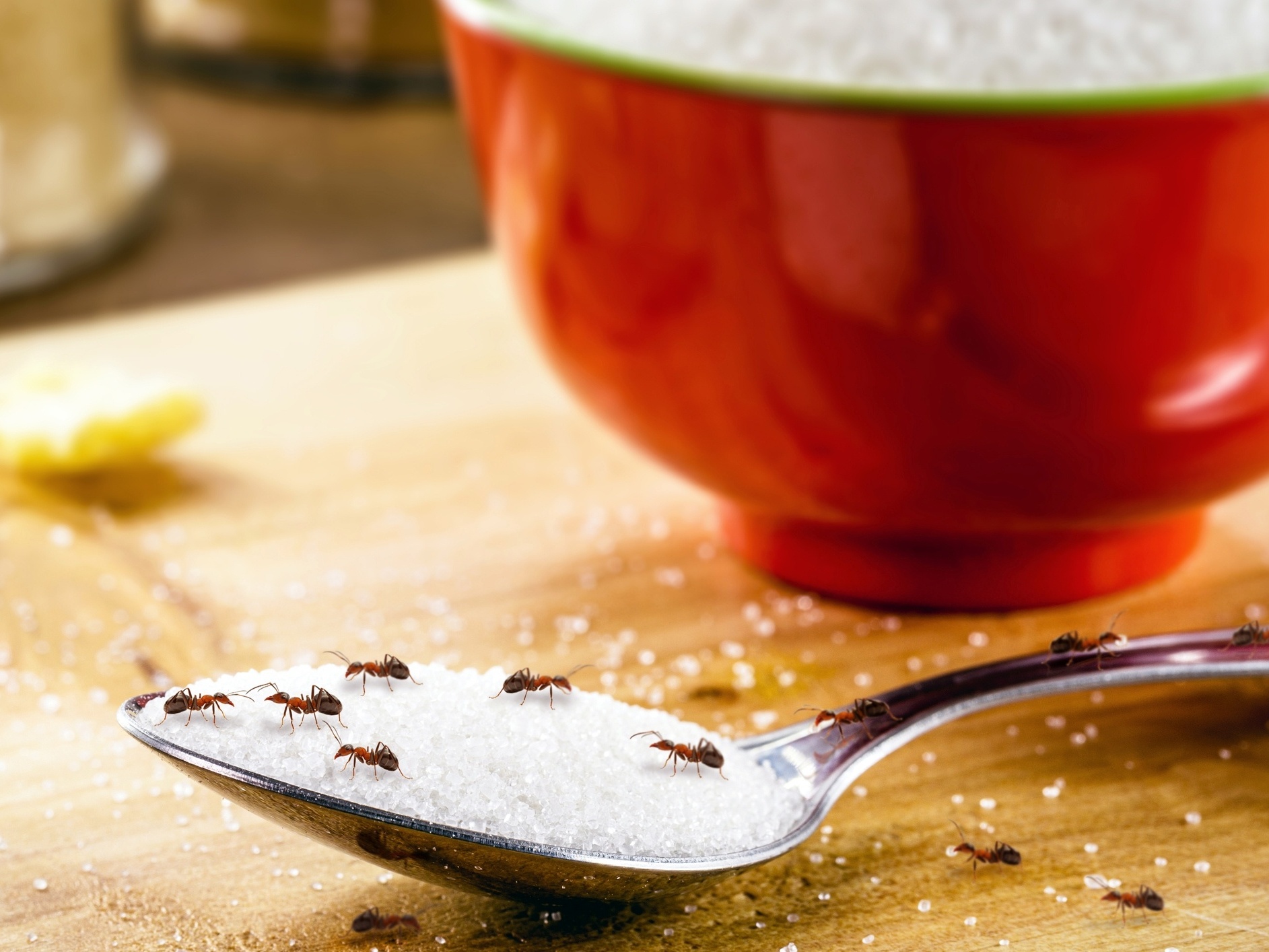 o que atrai formigas para a cozinha