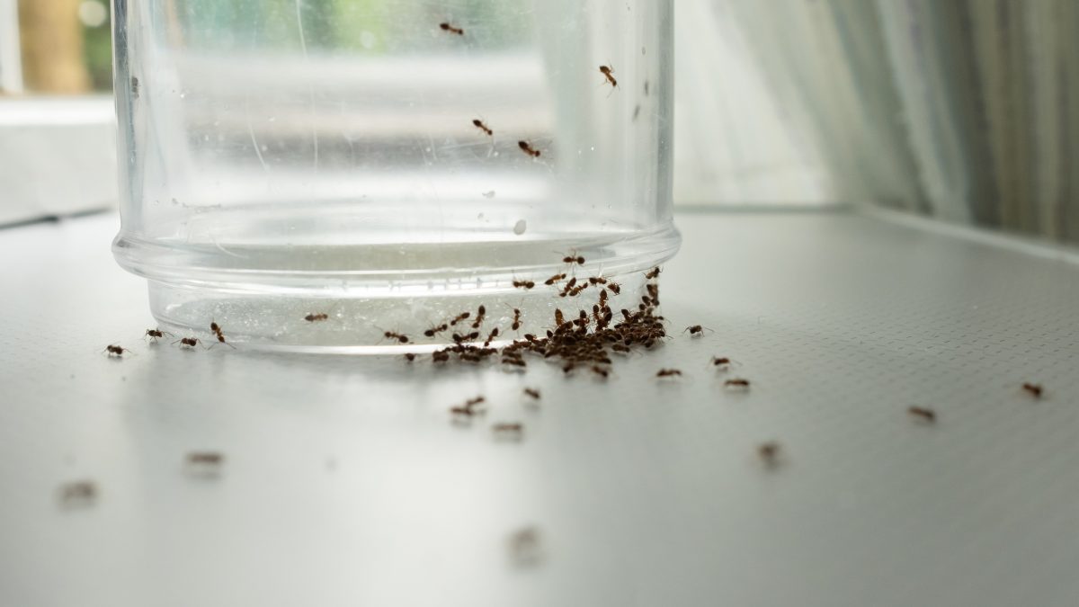 formas de acabar com formigas rápido