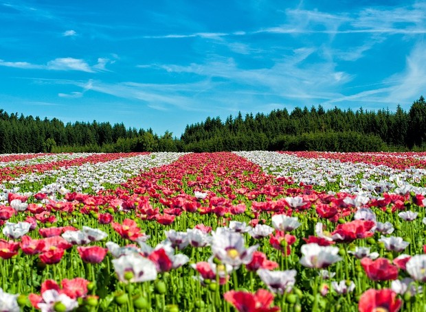O Ciclo de Vida Completo de uma Planta: Da Semente à Maturidade