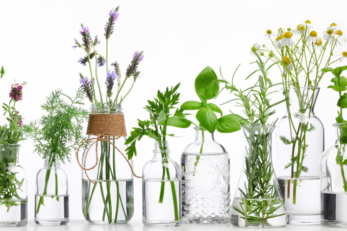 O Papel dos Hormônios Vegetais no Desenvolvimento das Plantas