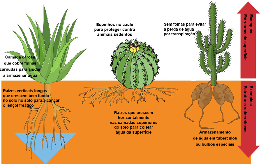 Como As Plantas Crescem