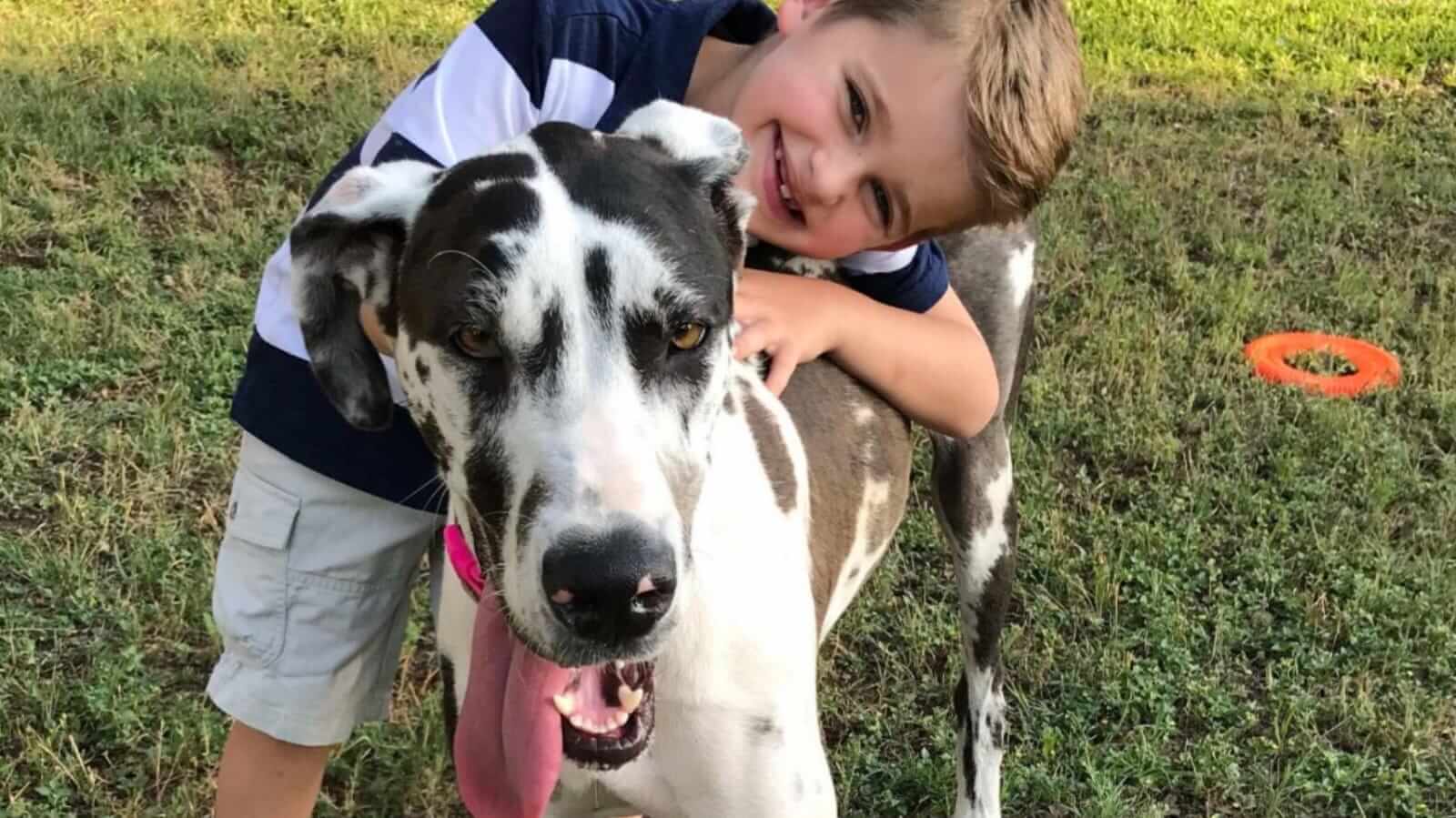 Adoção Responsável: O Que Considerar Antes de Trazer um Pet para Casa