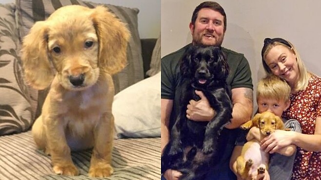 Os Benefícios Emocionais e Físicos de Ter um Cachorro para a Família