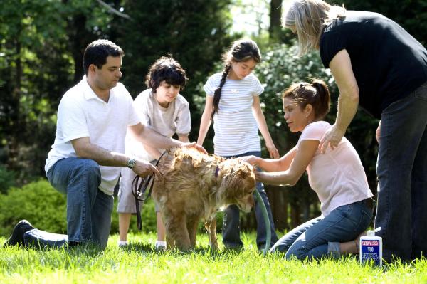como convencer seus pais a ter um cachorro