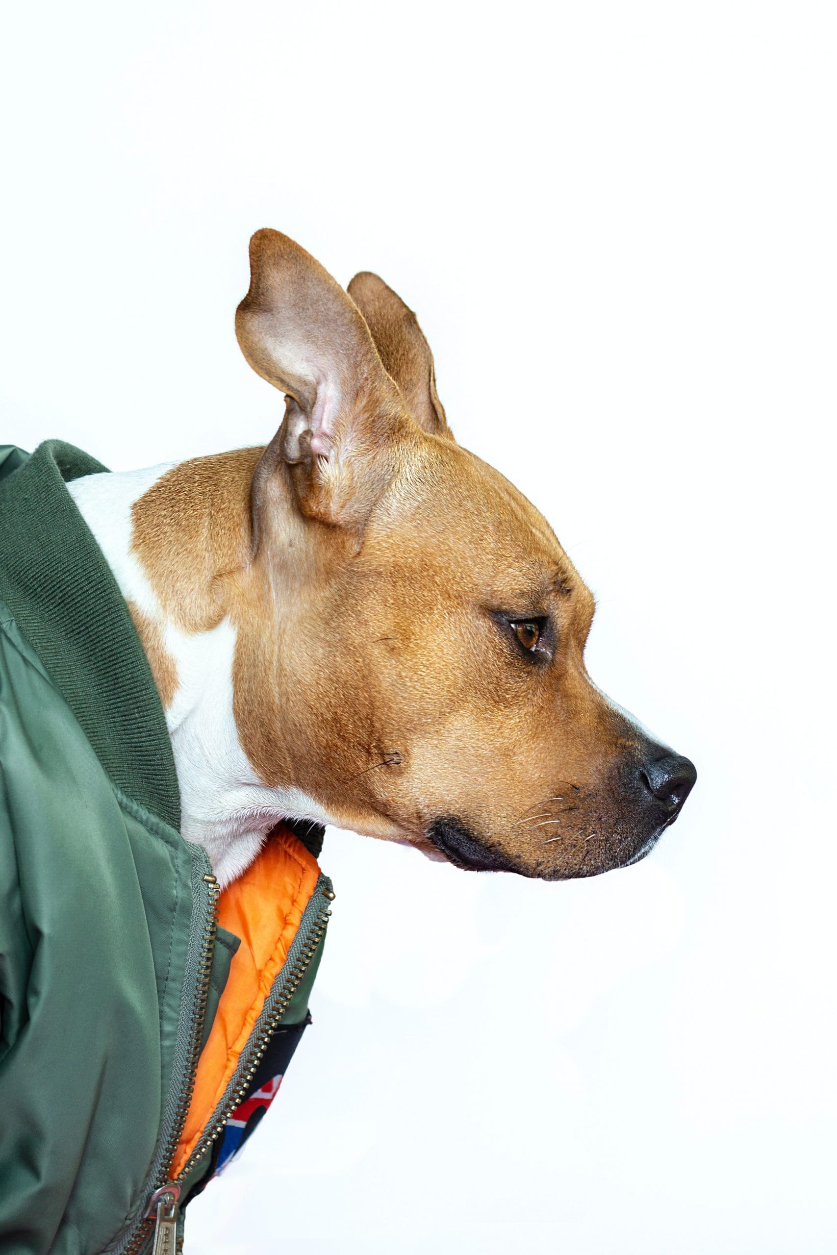 5 Dicas para Provar sua Responsabilidade aos Pais Antes de Pedir um Cachorro