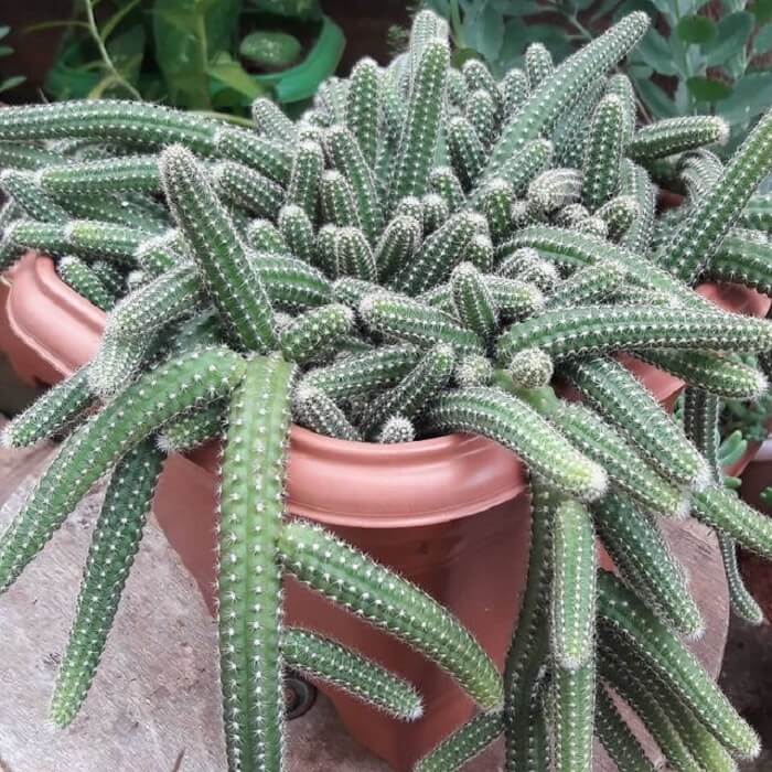 como cuidar de cacto amendoim