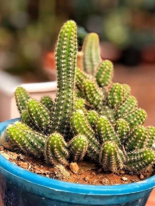 Guia Completo de Rega para Cactos e Suculentas