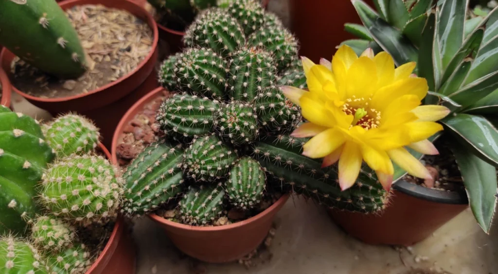 Os Melhores Substratos para Cactos Florirem