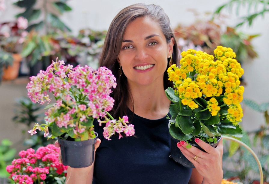 como cuidar de calandiva