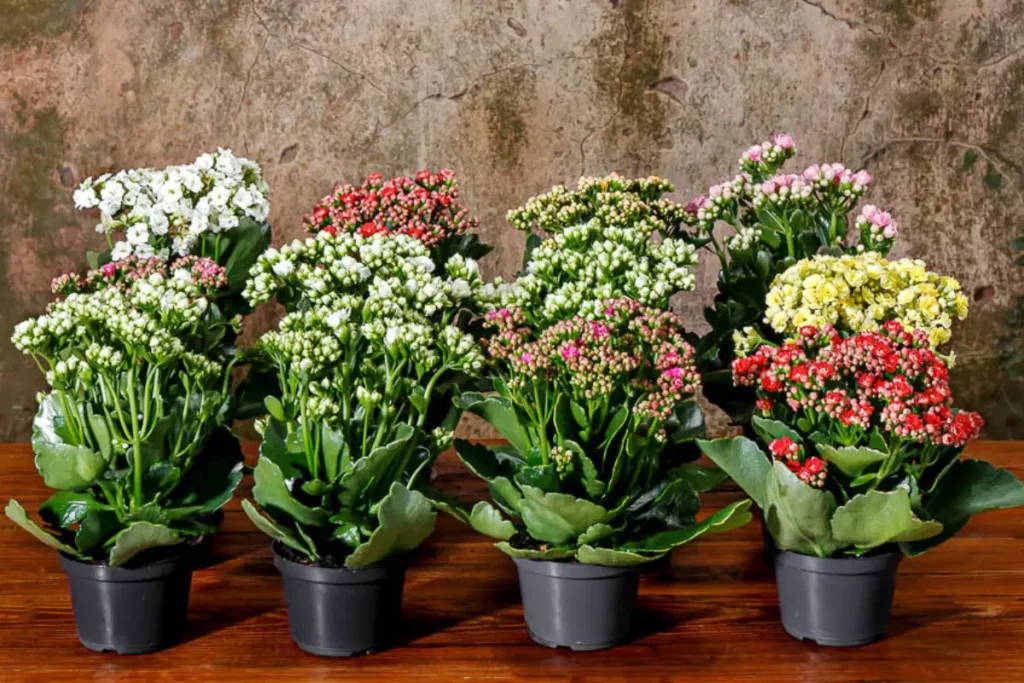 Calandiva amarelada: O que fazer para recuperar sua flor da fortuna