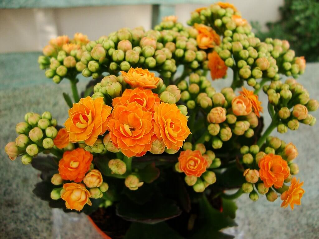 Diferenças entre Kalanchoe e Calandiva: Qual a melhor para seu jardim?