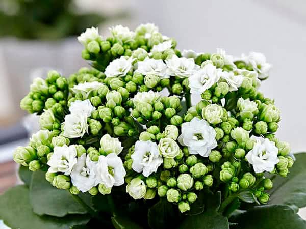 Propagação da Calandiva: Multiplique suas flores da fortuna em casa