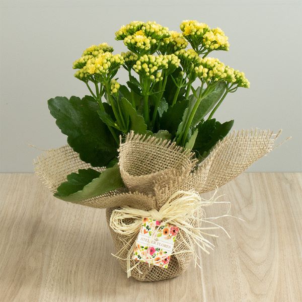 Problemas comuns da Calandiva: Pragas e doenças e como combatê-las