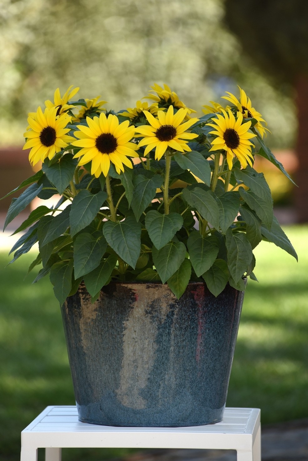 10 Dicas para um Girassol Mais Alto e Florido