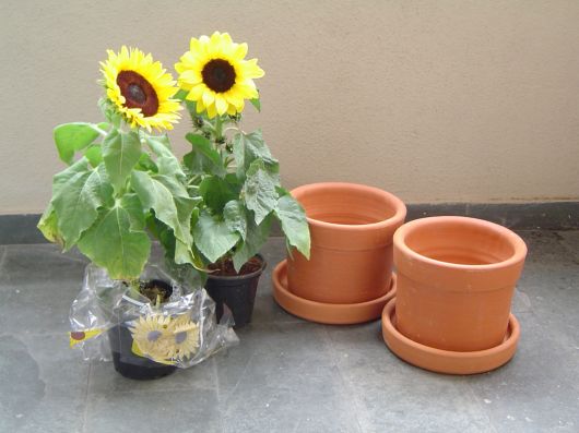 As Melhores Variedades de Girassol para Cultivo em Apartamentos