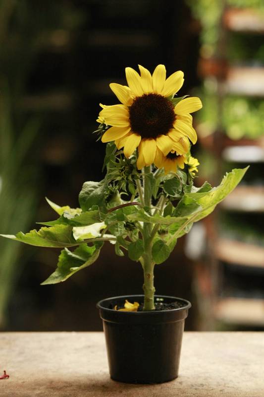 Como Identificar e Tratar Doenças Comuns em Girassóis