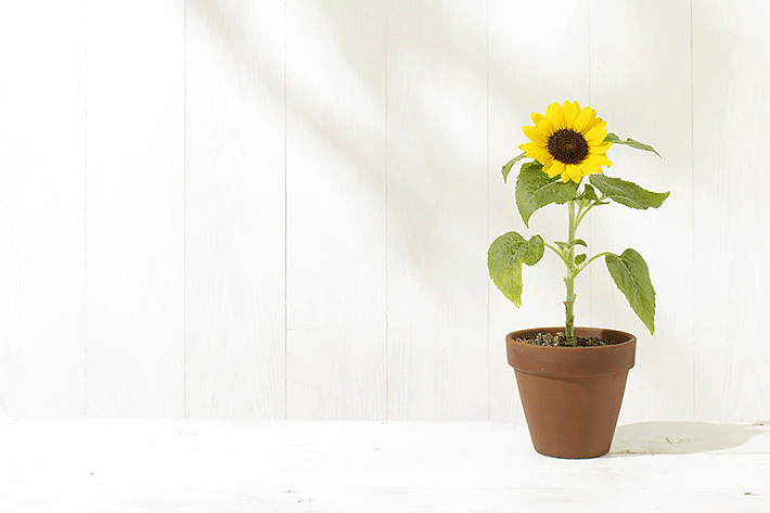 Ciclo de Vida do Girassol: Do Plantio à Colheita das Sementes