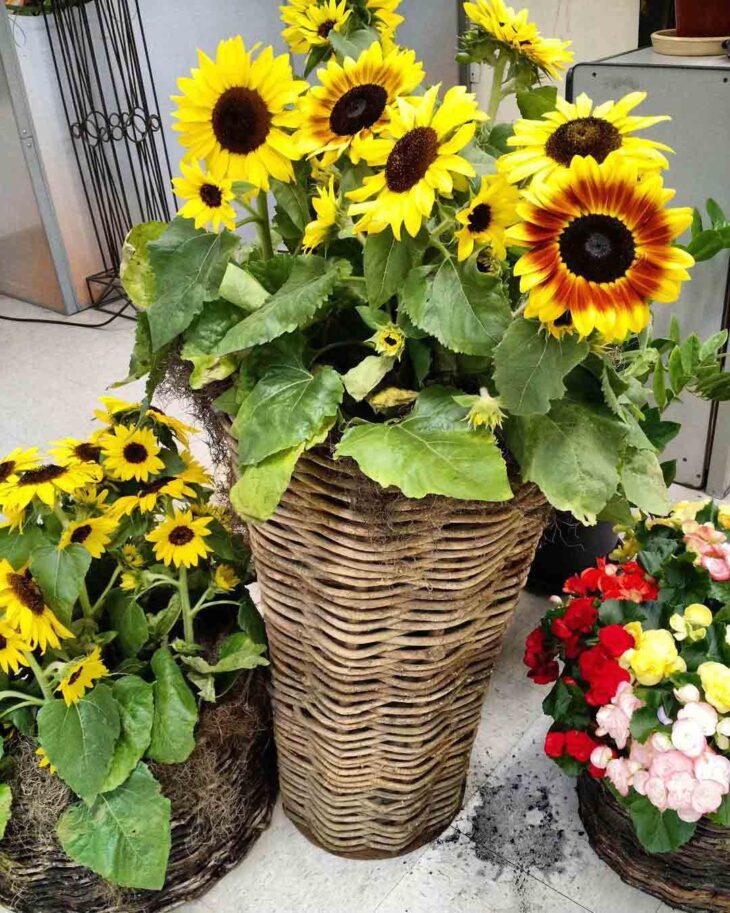 Como Identificar e Tratar Doenças Comuns em Girassóis