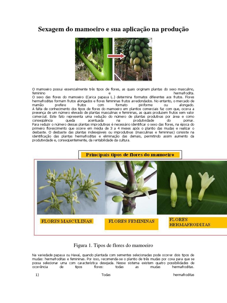 melhores dicas para sexagem mamão formosa