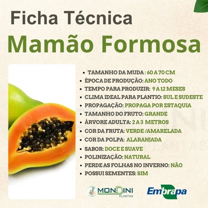 sexagem mamão formosa aumenta lucro