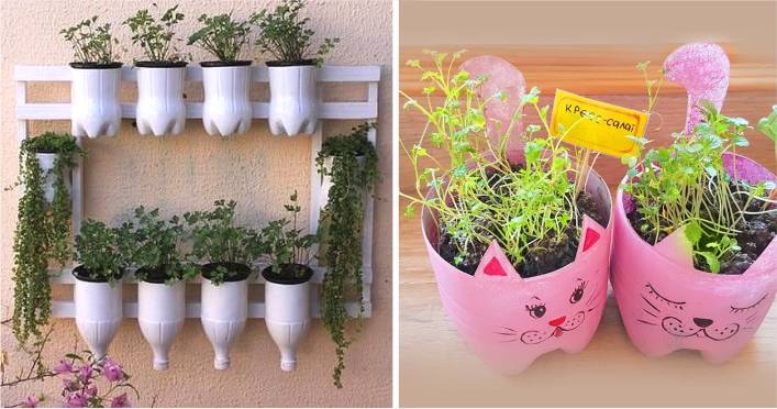 plantar temperos em garrafa pet