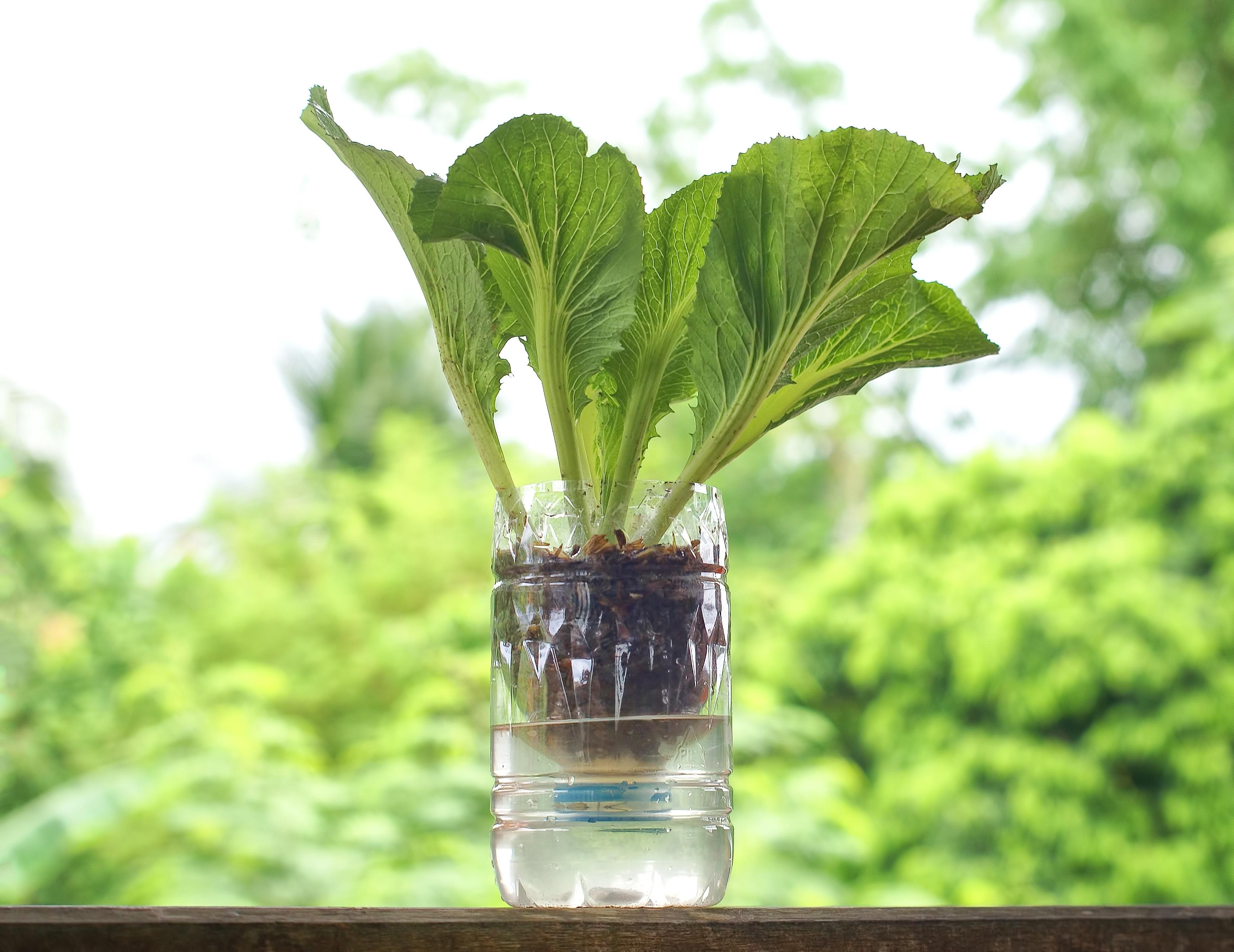 plantar temperos em garrafa pet