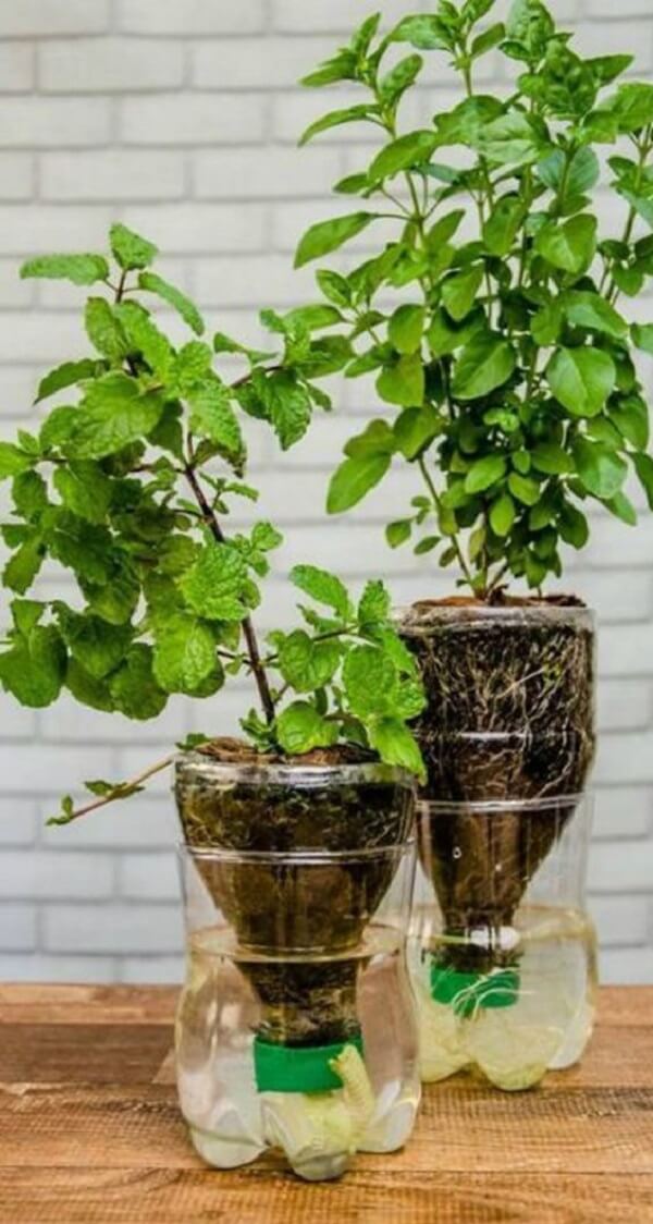 plantar temperos em garrafa pet